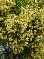 Styphnolobium japonicum