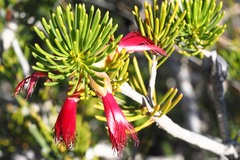 Melaleuca valida