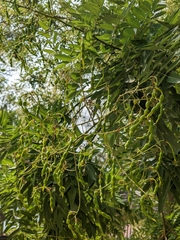 Styphnolobium japonicum