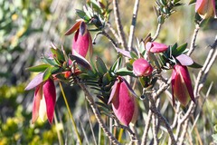 Pimelea physodes