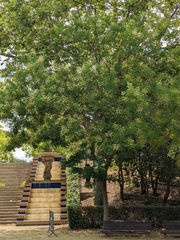 Styphnolobium japonicum
