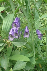 Aconitum volubile