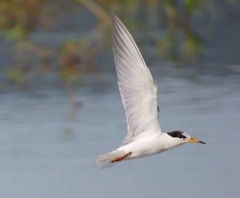 Sternula albifrons