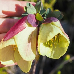 Pimelea physodes