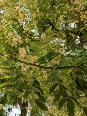 Styphnolobium japonicum