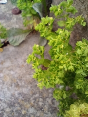 Euphorbia peplus