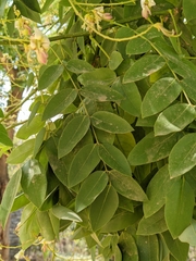 Styphnolobium japonicum