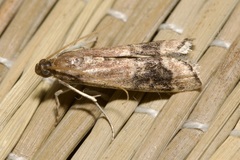 Euzopherodes charlottae