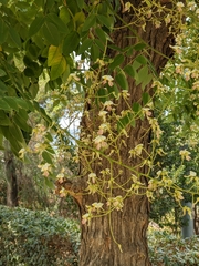 Styphnolobium japonicum