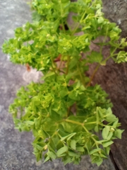 Euphorbia peplus