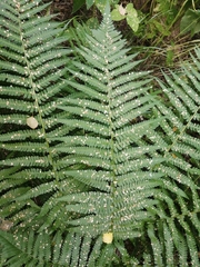 Dryopteris filix-mas