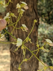 Styphnolobium japonicum
