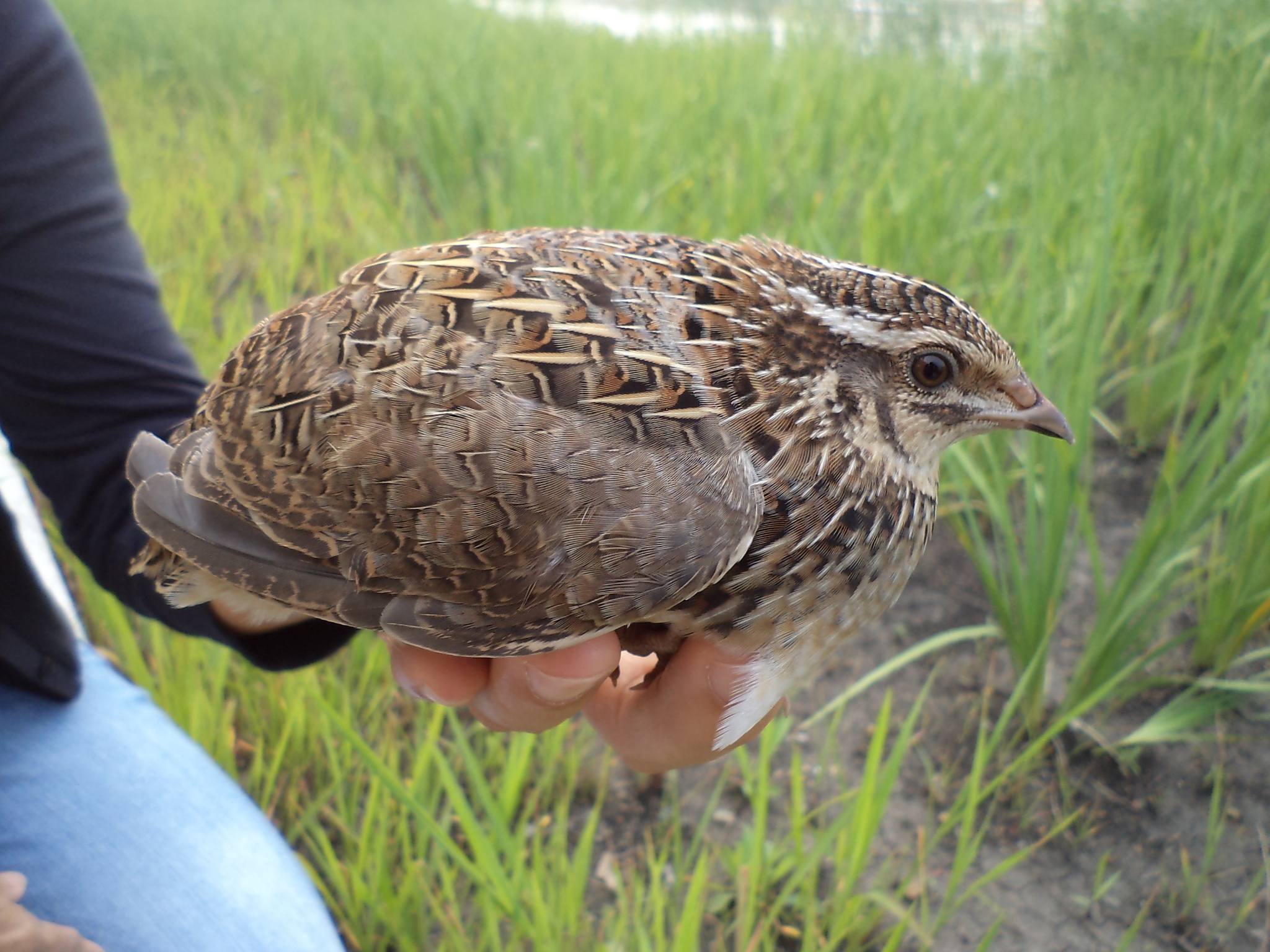 Japanese Quail