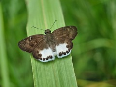 Tagiades ultra