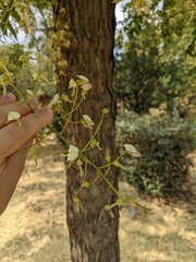 Styphnolobium japonicum