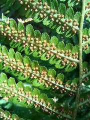 Dryopteris filix-mas