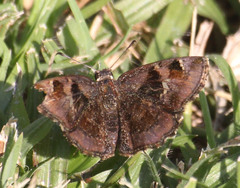 Eretis umbra umbra