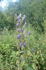 Aconitum volubile