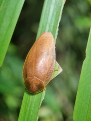 Pseudophoraspis nebulosa