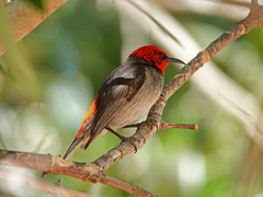 Myzomela erythrocephala