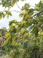 Ailanthus altissima
