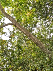 Ailanthus altissima