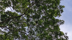 Anthracoceros marchei