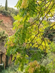 Ailanthus altissima