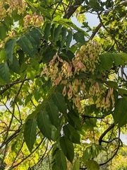 Ailanthus altissima