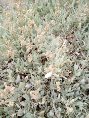 Atriplex portulacoides