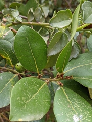 Magnoliopsida