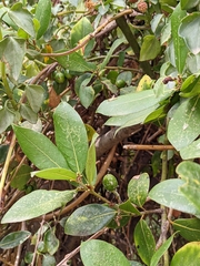 Magnoliopsida
