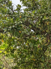 Magnoliopsida