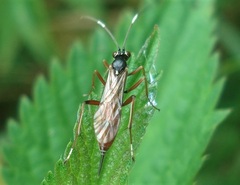 Ischnus inquisitorius