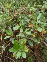 Magnoliopsida