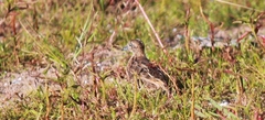 Turnix sylvaticus