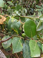 Magnoliopsida