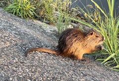 Myocastor coypus