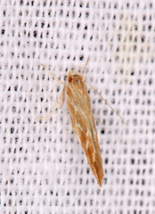 Pyroderces argyrogrammos