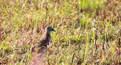 Turnix sylvaticus