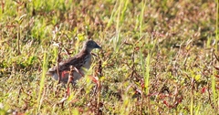 Turnix sylvaticus