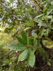 Magnoliopsida