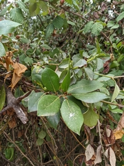 Magnoliopsida
