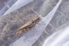 Arcyptera microptera