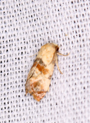 Neocochylis millierana