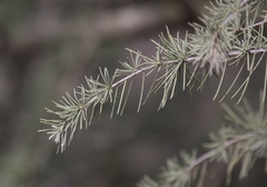 Cedrus deodara