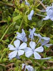 Plumbago auriculata