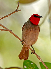 Myzomela erythrocephala
