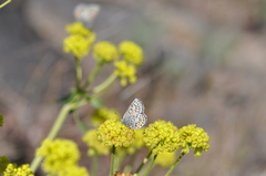 Euphilotes battoides