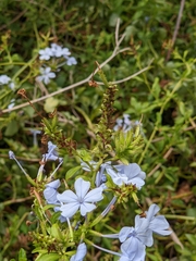 Plumbago auriculata